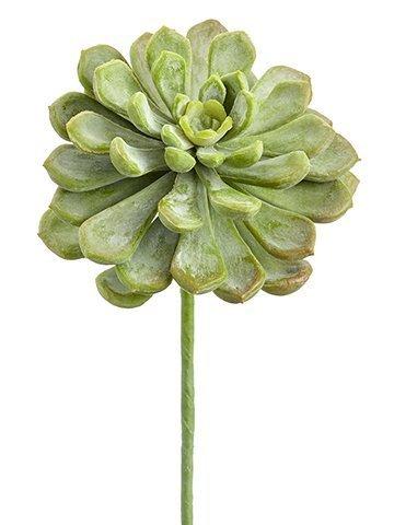 6″ Soft PE Baby Aeonium Pick Frosted Green
