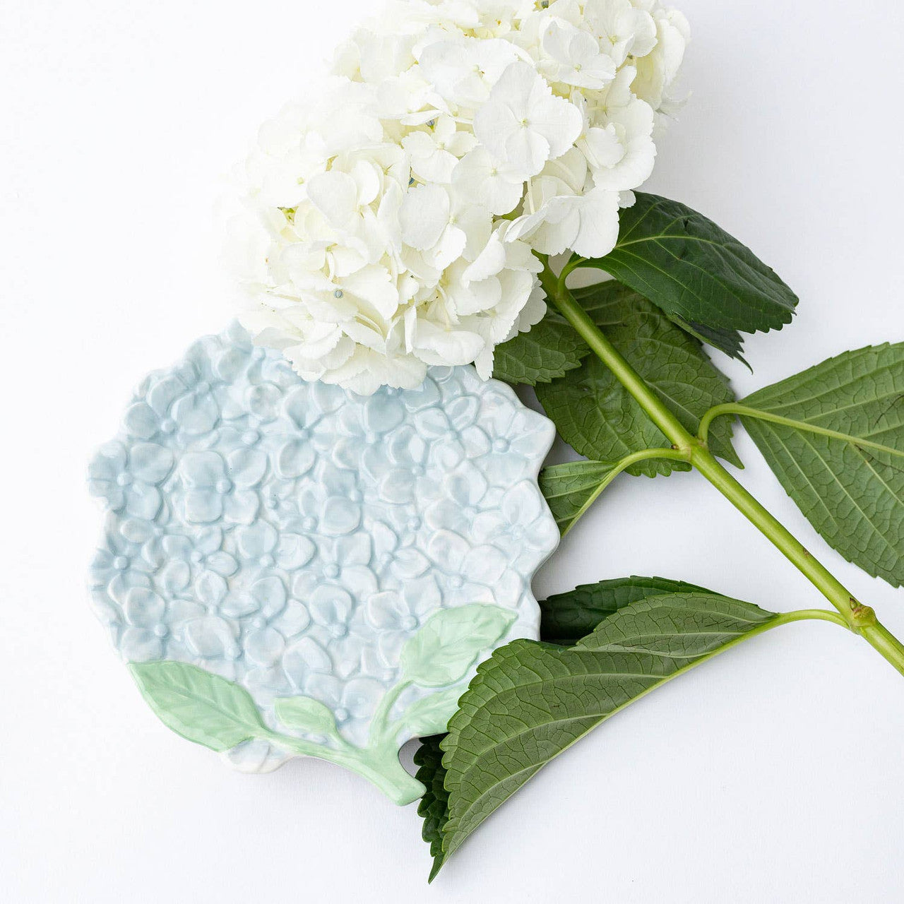 Dish Hydrangea