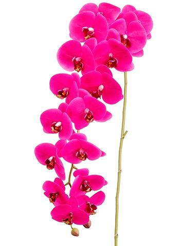 45″ Phalaenopsis Orchid Spray with 16 Flower and 2 Buds Orchid